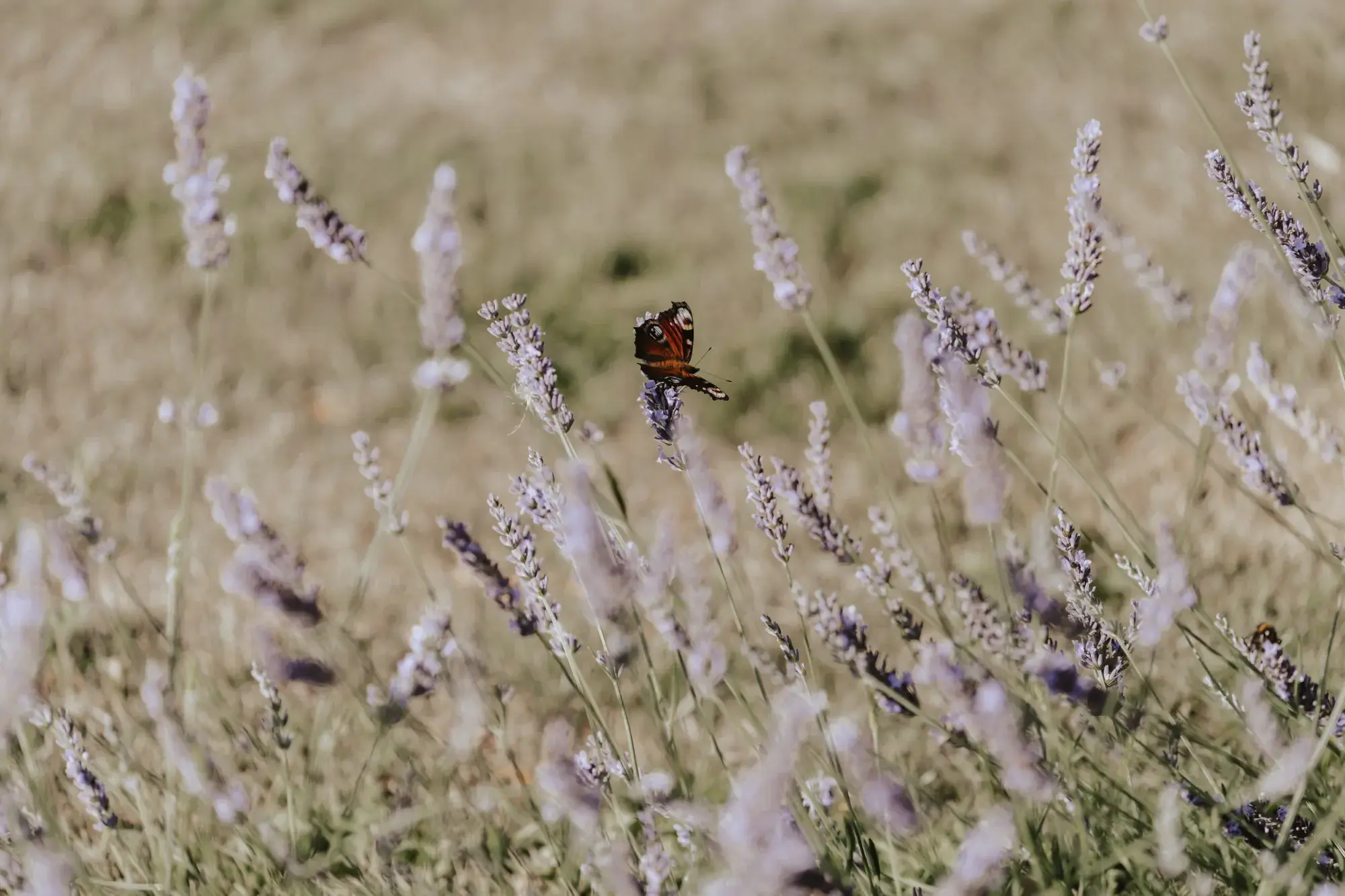copdock-hall-exclusive-wedding-event-venue-suffolk-charlotte-wotton-photography-juliet-nick-2-2000x1333